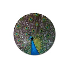 Peacock Feather Beat Rad Blue Magnet 3  (round)