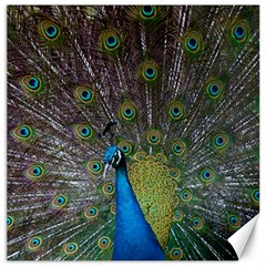 Peacock Feather Beat Rad Blue Canvas 16  X 16   by Amaryn4rt
