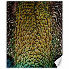 Peacock Bird Feather Gold Blue Brown Canvas 8  X 10 