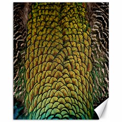 Peacock Bird Feather Gold Blue Brown Canvas 11  X 14  