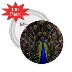 Bird Peacock Display Full Elegant Plumage 2 25  Buttons (100 Pack) 