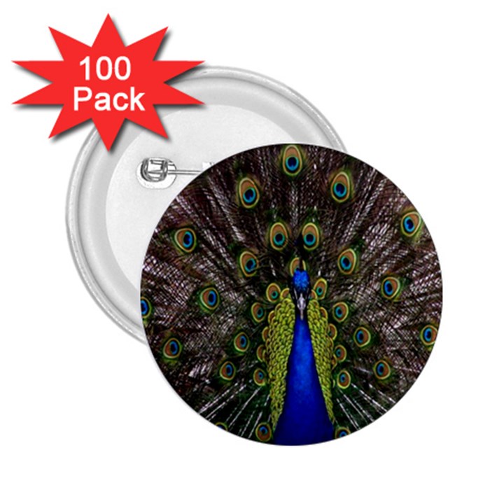 Bird Peacock Display Full Elegant Plumage 2.25  Buttons (100 pack) 