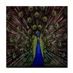 Bird Peacock Display Full Elegant Plumage Face Towel by Amaryn4rt