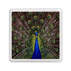 Bird Peacock Display Full Elegant Plumage Memory Card Reader (square)  by Amaryn4rt