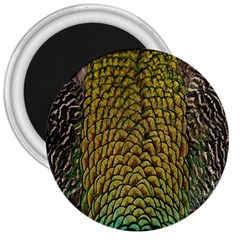 Colorful Iridescent Feather Bird Color Peacock 3  Magnets by Amaryn4rt