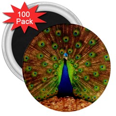 3d Peacock Bird 3  Magnets (100 Pack) by Amaryn4rt