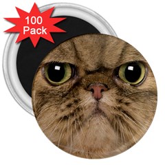 Cute Persian Cat Face In Closeup 3  Magnets (100 Pack) by Amaryn4rt