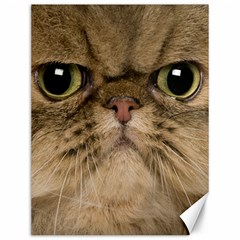 Cute Persian Cat Face In Closeup Canvas 12  X 16   by Amaryn4rt
