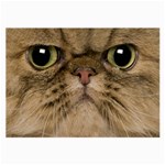 Cute Persian Cat face In Closeup Large Glasses Cloth Front