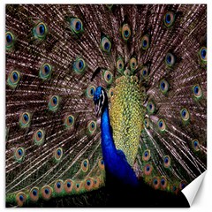 Multi Colored Peacock Canvas 16  X 16   by Simbadda