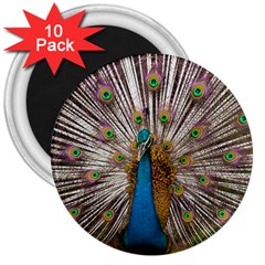 Indian Peacock Plumage 3  Magnets (10 Pack)  by Simbadda