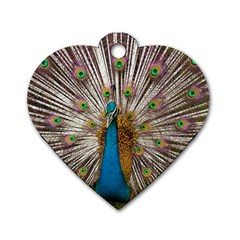 Indian Peacock Plumage Dog Tag Heart (one Side) by Simbadda