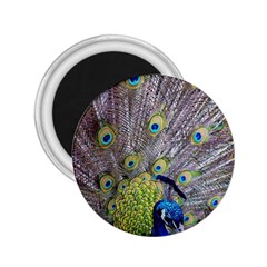 Peacock Bird Feathers 2 25  Magnets