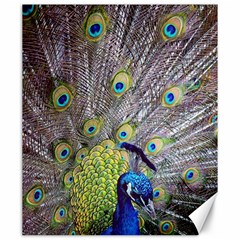 Peacock Bird Feathers Canvas 20  X 24   by Simbadda