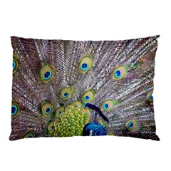 Peacock Bird Feathers Pillow Case by Simbadda