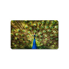 Peacock Bird Magnet (name Card)