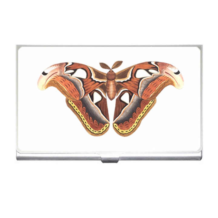 Butterfly Animal Insect Isolated Business Card Holders