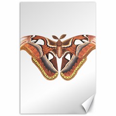 Butterfly Animal Insect Isolated Canvas 20  X 30   by Simbadda