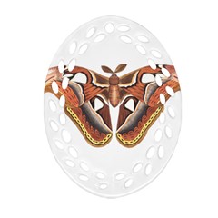 Butterfly Animal Insect Isolated Ornament (oval Filigree)