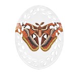 Butterfly Animal Insect Isolated Oval Filigree Ornament (Two Sides) Front