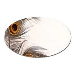 Peacock Feathery Background Oval Magnet