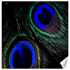 Peacock Feather Canvas 20  X 20   by Simbadda