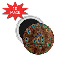 Peacock Pattern Background 1 75  Magnets (10 Pack)  by Simbadda