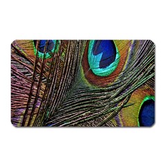 Peacock Feathers Magnet (rectangular)