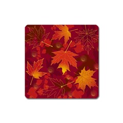 Autumn Leaves Fall Maple Square Magnet