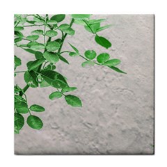 Plants Over Wall Face Towel by dflcprints
