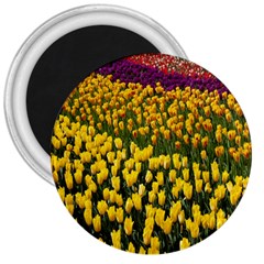 Colorful Tulips In Keukenhof Gardens Wallpaper 3  Magnets