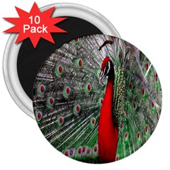 Red Peacock 3  Magnets (10 Pack) 