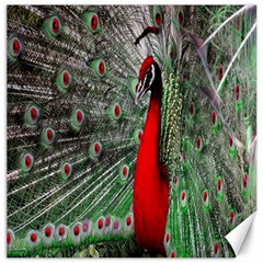 Red Peacock Canvas 16  X 16   by Simbadda