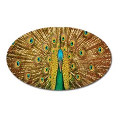 Peacock Bird Feathers Oval Magnet by Simbadda