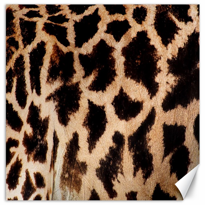 Yellow And Brown Spots On Giraffe Skin Texture Canvas 16  x 16  