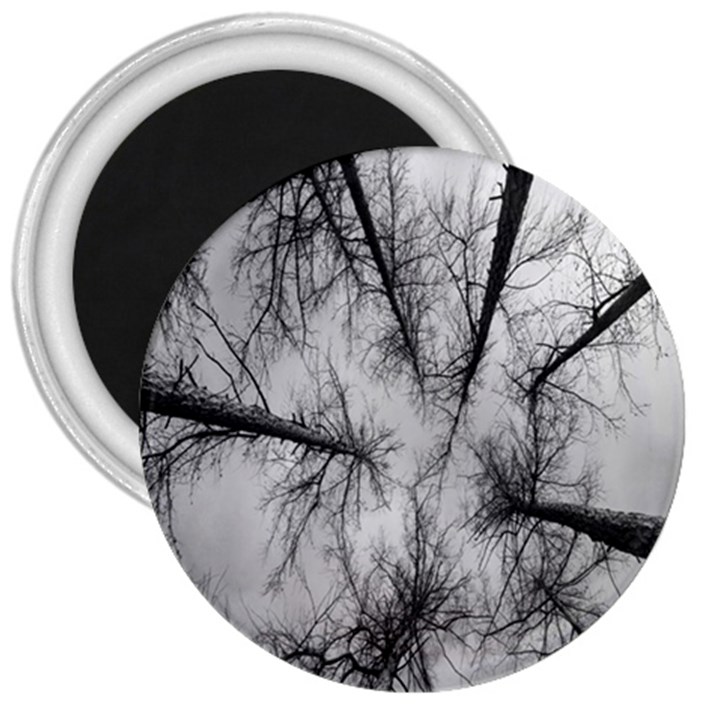 Trees Without Leaves 3  Magnets