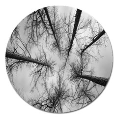 Trees Without Leaves Magnet 5  (Round)