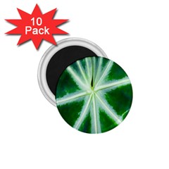Green Leaf Macro Detail 1 75  Magnets (10 Pack)  by Nexatart