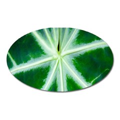 Green Leaf Macro Detail Oval Magnet by Nexatart
