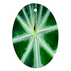 Green Leaf Macro Detail Oval Ornament (two Sides) by Nexatart
