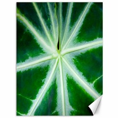 Green Leaf Macro Detail Canvas 36  X 48   by Nexatart