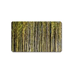 Bamboo Trees Background Magnet (name Card) by Nexatart