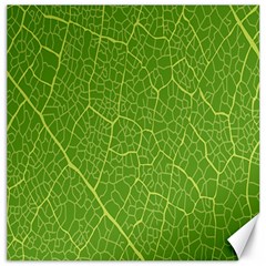 Green Leaf Line Canvas 16  x 16  