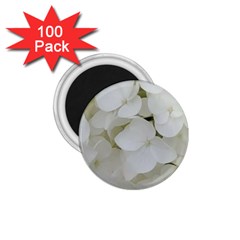 Hydrangea Flowers Blossom White Floral Photography Elegant Bridal Chic  1 75  Magnets (100 Pack)  by yoursparklingshop