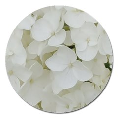 Hydrangea Flowers Blossom White Floral Photography Elegant Bridal Chic  Magnet 5  (round) by yoursparklingshop
