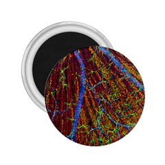 Neurobiology 2.25  Magnets