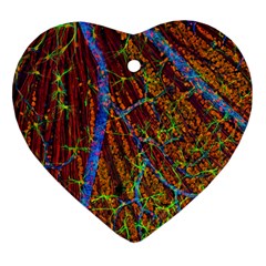 Neurobiology Ornament (Heart)