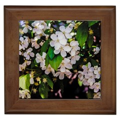 Tree Blossoms Framed Tiles