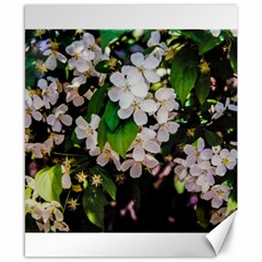 Tree Blossoms Canvas 8  X 10  by dawnsiegler