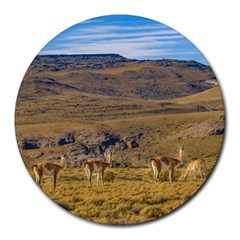 Group Of Vicunas At Patagonian Landscape, Argentina Round Mousepads by dflcprints